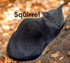 adoptable Cat in , VA named Squirrel