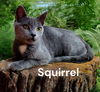 Squirrel