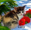 Lucy