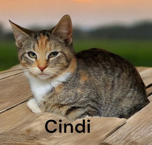 Cindi