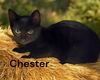 Chester