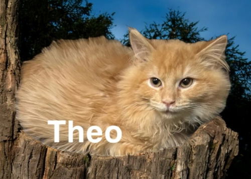 Theo