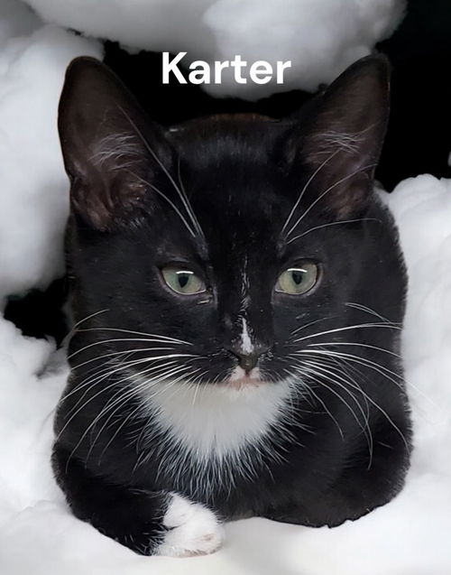 Karter