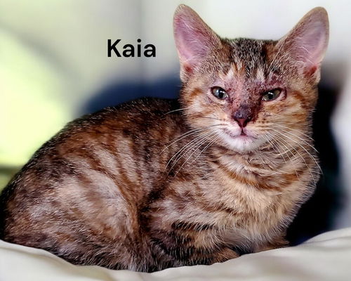 Kaia