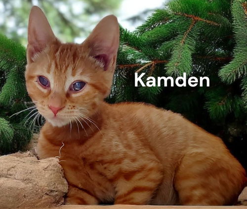 Kamden