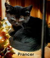 Prancer