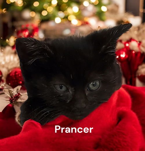 Prancer