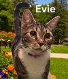 Evie