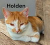 Holden