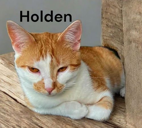 Holden