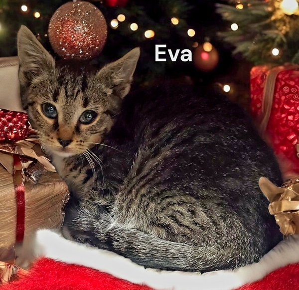 Eva