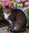 Eva
