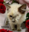 Vinnie
