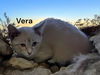 Vera