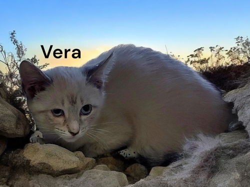 Vera