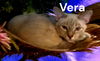 Vera
