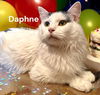 Daphne