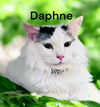 Daphne