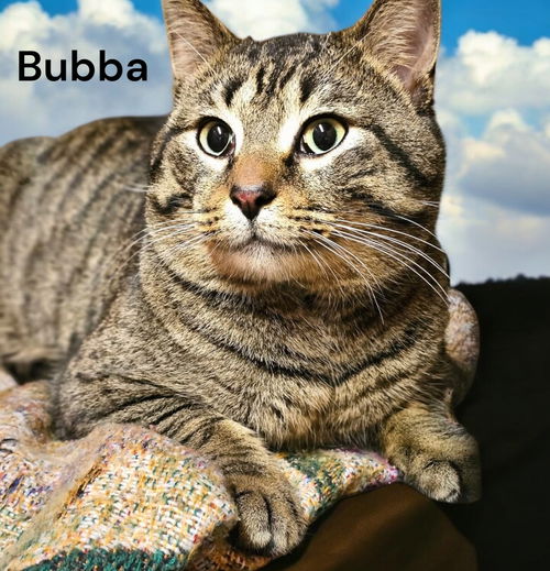 Bubba