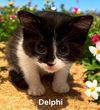 Delphi