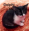 Delphi