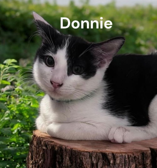 Donnie