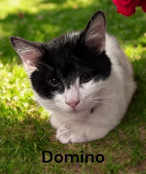 Domino