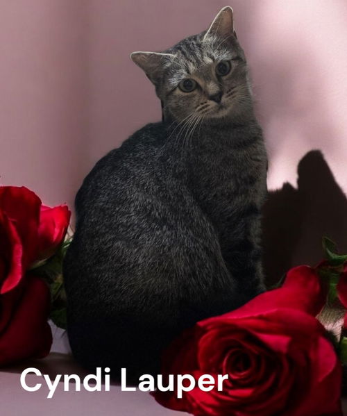 Cyndi Lauper