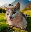 Toby