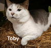 Toby