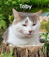 Toby