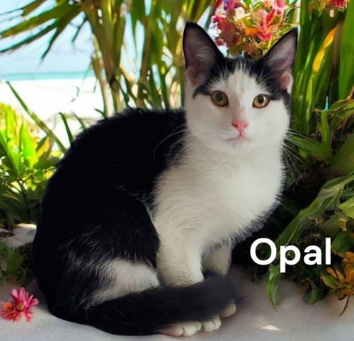 Opal