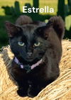 Estrella