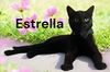Estrella