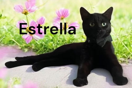 Estrella