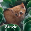 Stevie