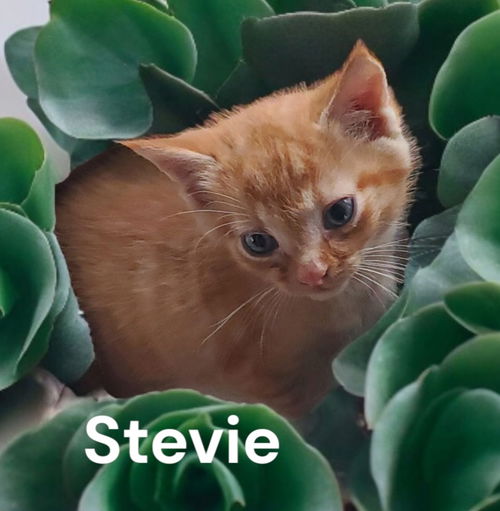 Stevie