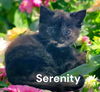 Serenity