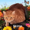 Skimp