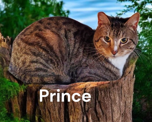 Prince
