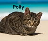 Polly