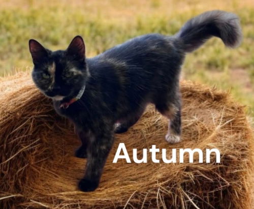 Autumn