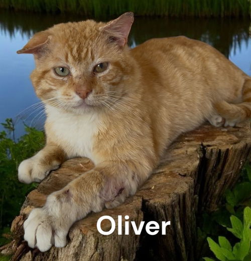 Oliver