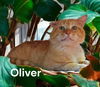 Oliver