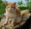 Griffin