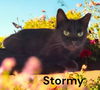 Stormy