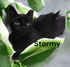 Stormy