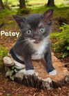 Petey