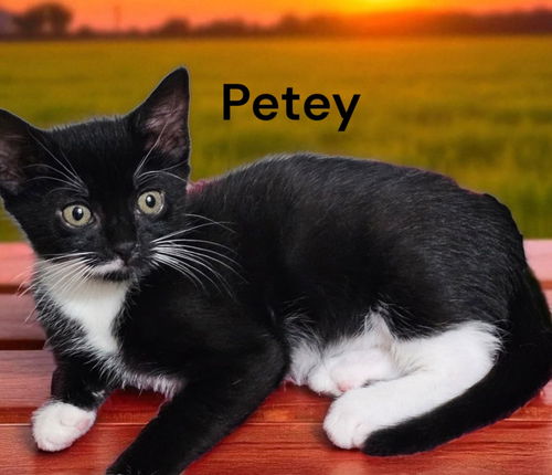 Petey