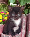 Pierre